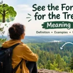See the Forest for the Trees Meaning
